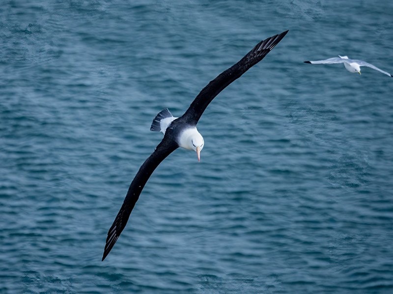 Black-browed Albatross - Albatrosses