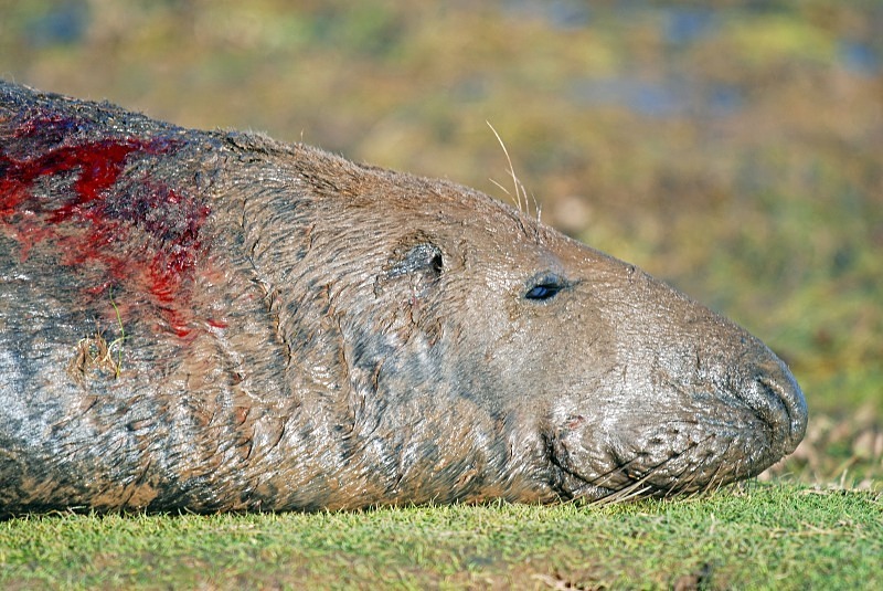 Atlantic Grey Seal - Atlantic Grey Seals