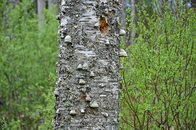 Nigula Nature Reserve, Estonia - Estonia