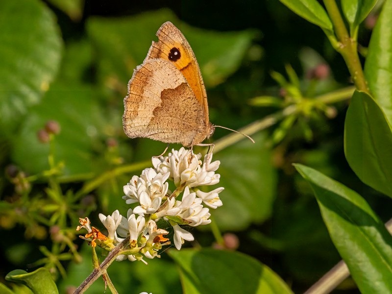 Meadow Brown - Butterflies