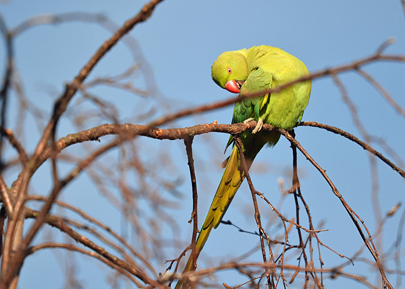 Ring-necked Parakeet - Parakeets