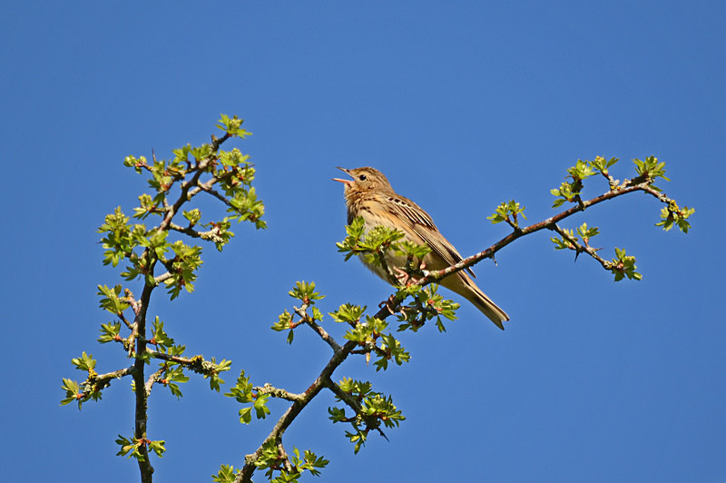Tree Pipit - Pipits