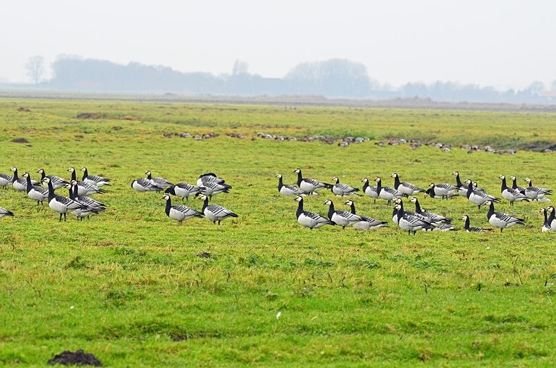 Barnacle Geese - Netherlands - December 2019