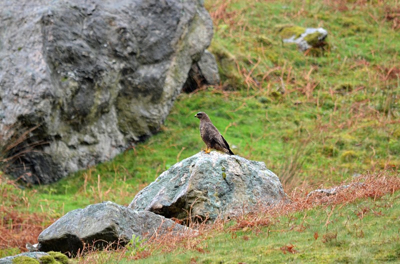 Common Buzzard - Birds of prey