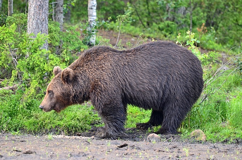 Brown Bear - North Finland - part 2