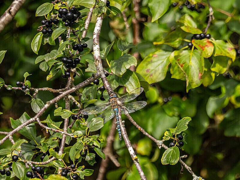 Migrant Hawker - Latest photos