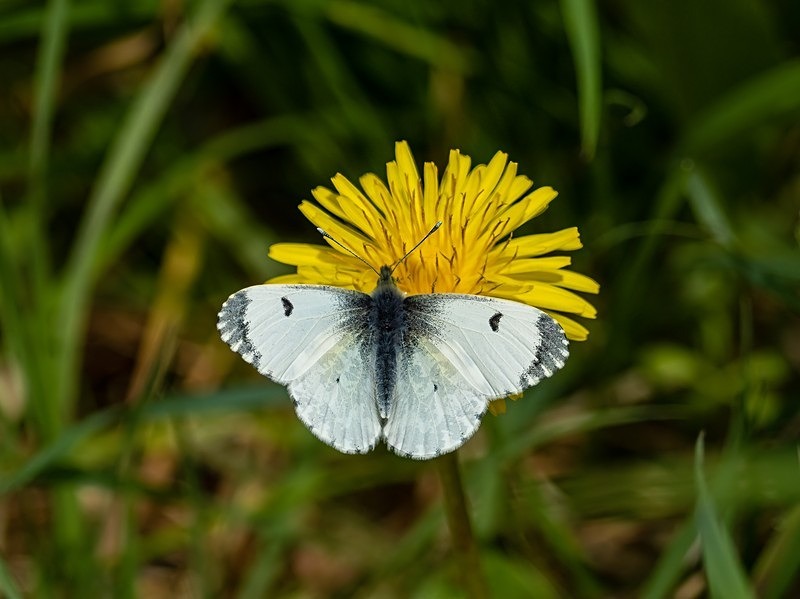 Orange Tip - Butterflies