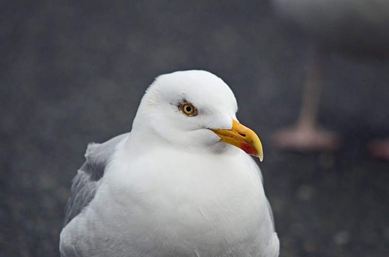 Herring Gull - Ireland - January and February 2020