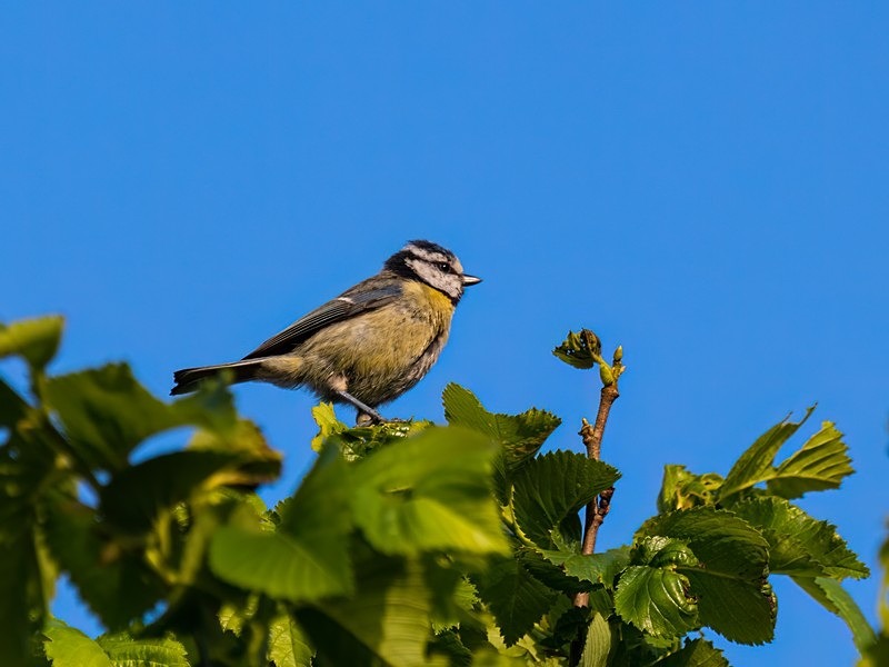 Blue Tit - Tits