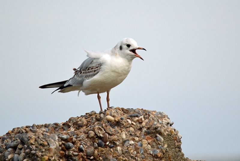 Black-headed Gull - Gulls