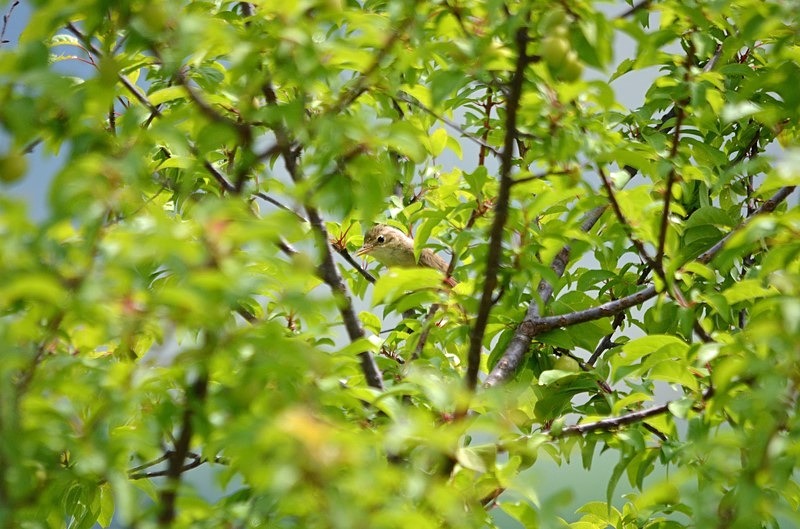 Marsh Warbler - Romania