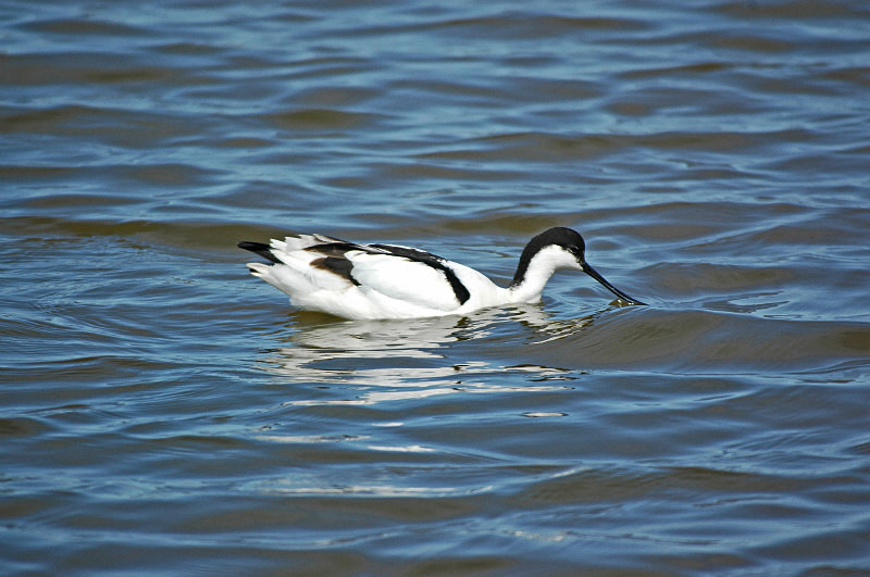 Avocet - Avocets and stilts