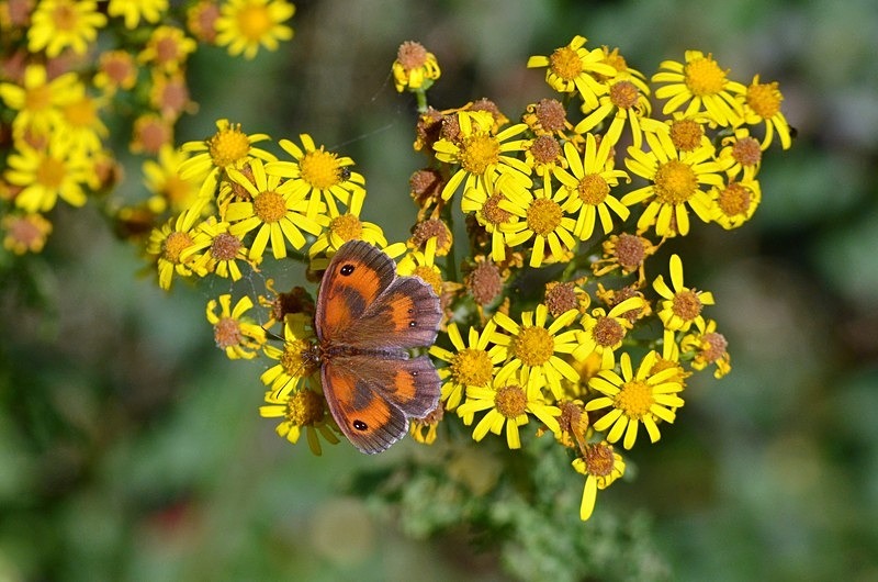 Gatekeeper - Butterflies