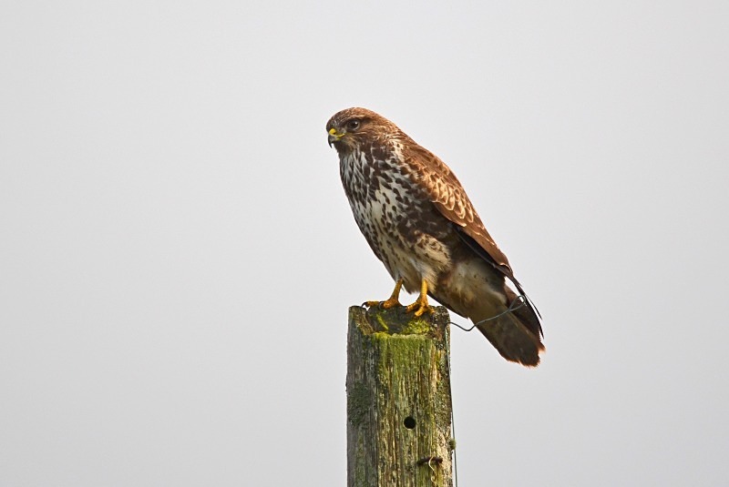 Common Buzzard - Birds of prey