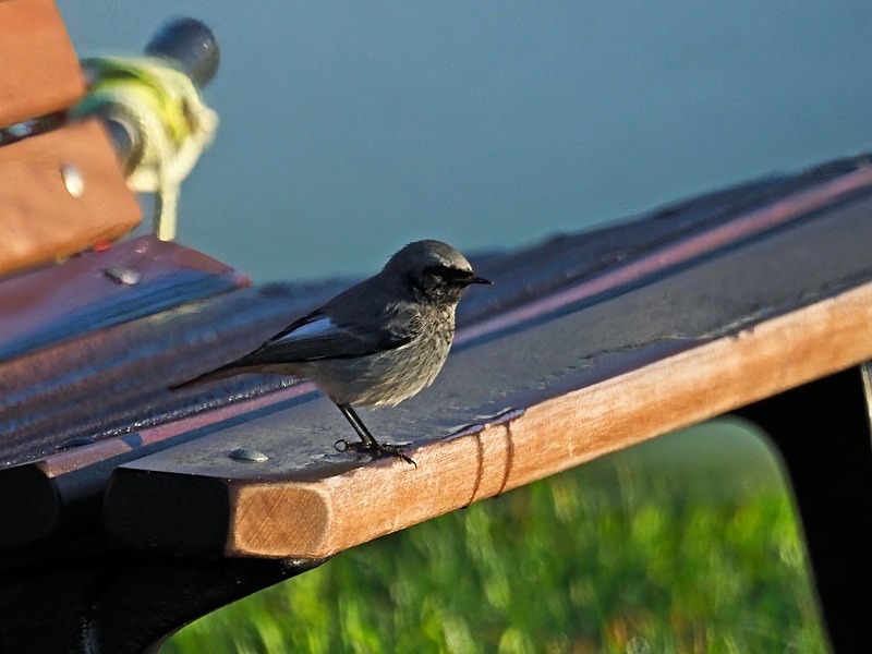 Black Redstart - Chats