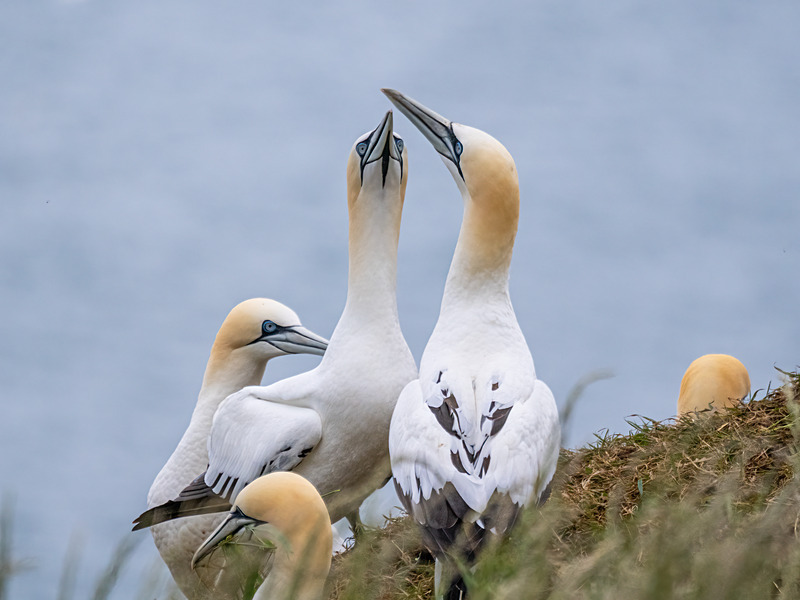Gannets - Latest photos