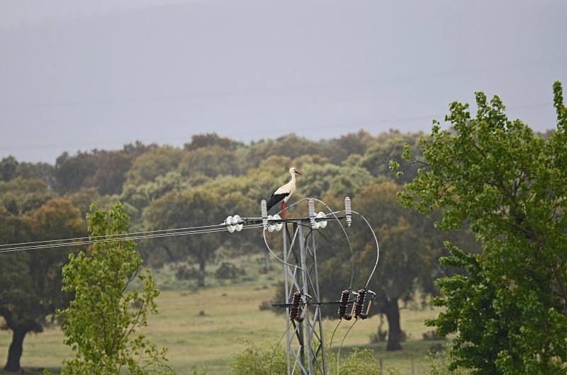 White Stork - South and west Spain - April and May 2012