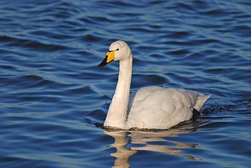 Whooper Swan - Whooper and Bewick's Swans