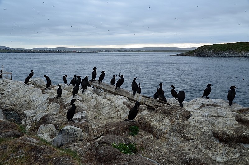 Shags - North Norway