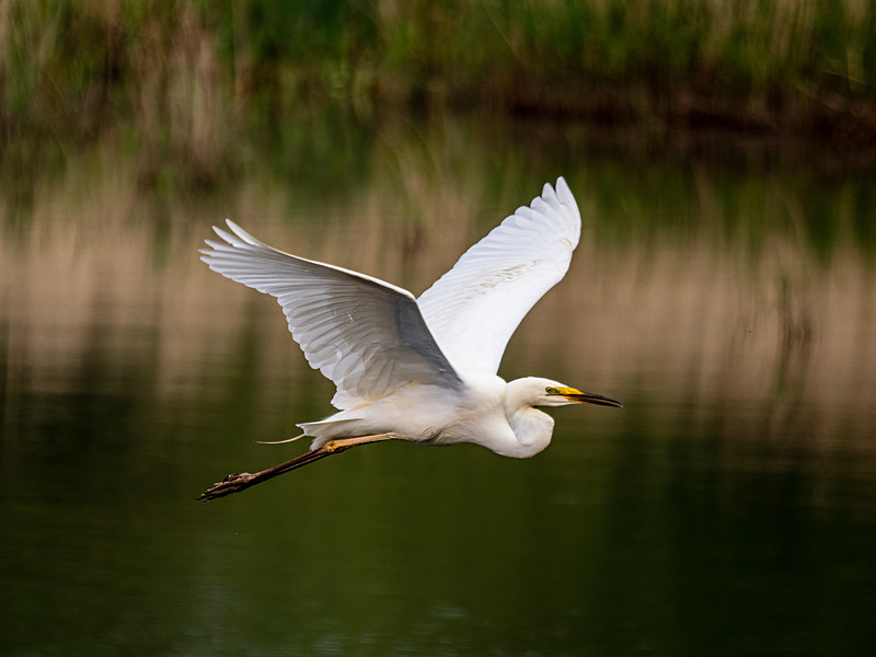 Great White Egret - Latest photos