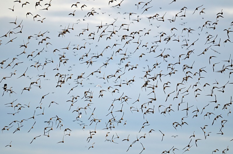 Golden Plover - Plovers