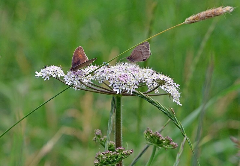 Meadow Browns - Butterflies