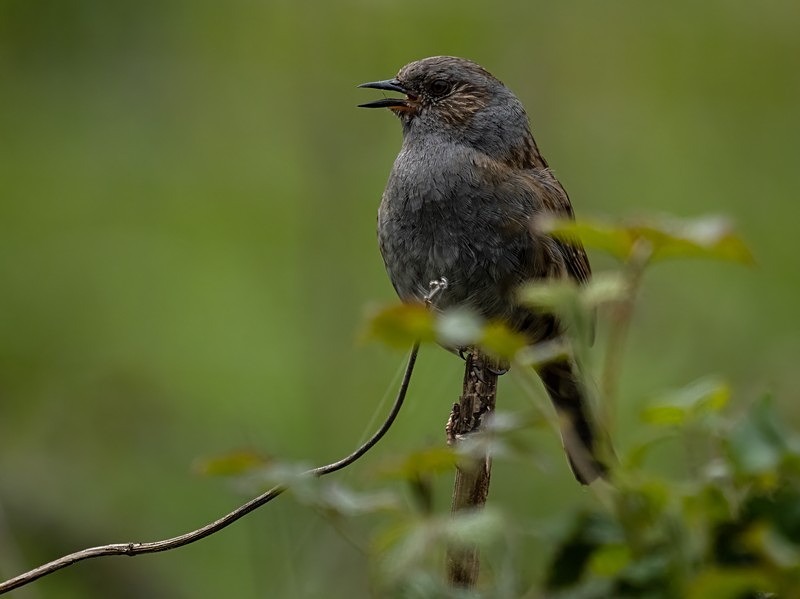 Dunnock - Dunnocks