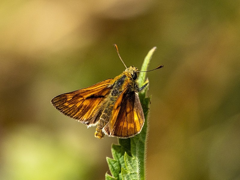 Large Skipper - Butterflies