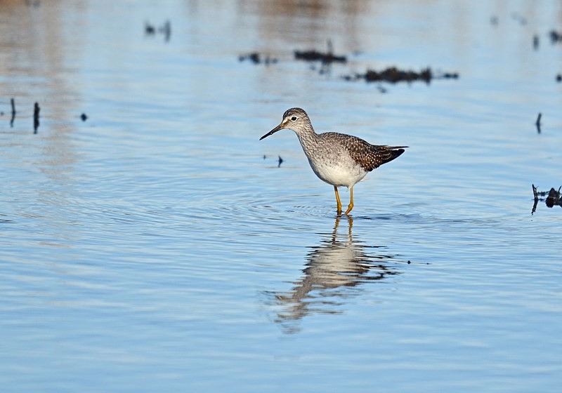 Lesser Yellowlegs - Sandpipers