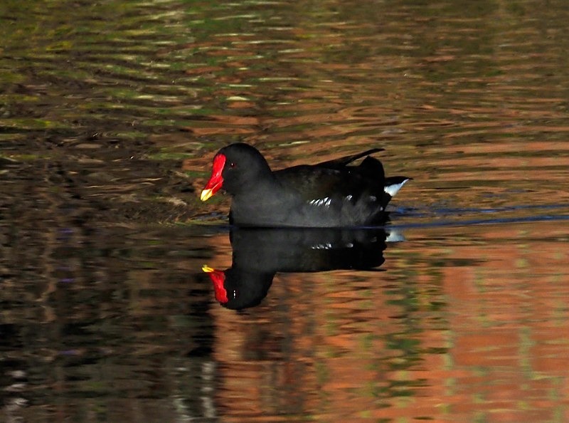 Moorhen - Crakes and rails
