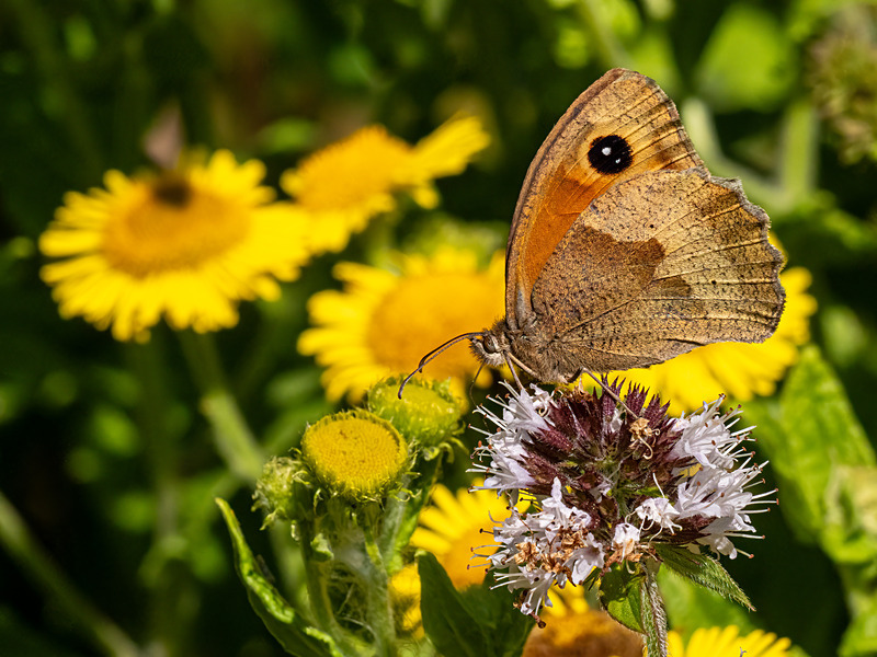 Gatekeeper - Latest photos