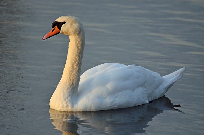 Mute Swan