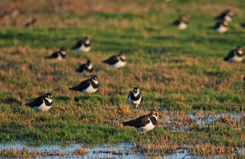 Lapwings - Plovers