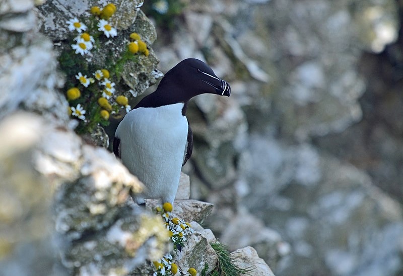 Razorbill - Auks