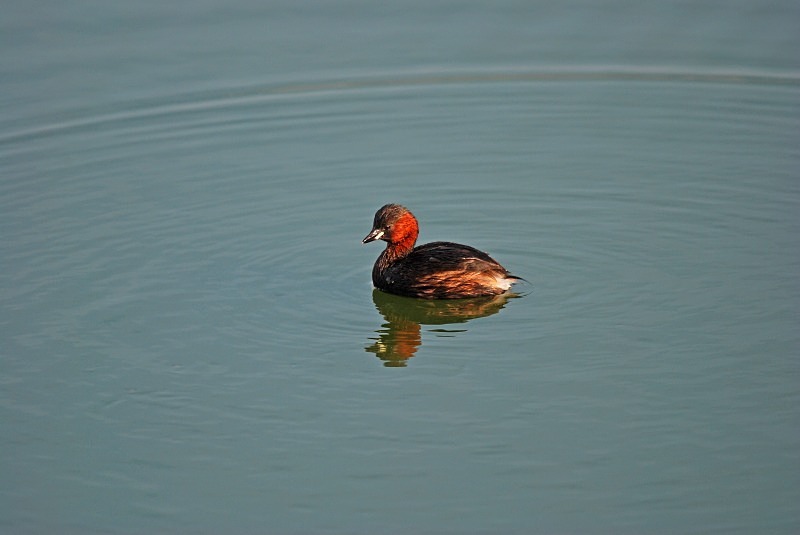 Little Grebe - Grebes