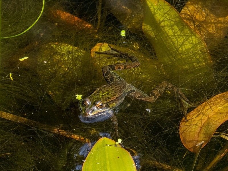 Edible Frog - Frogs and toads