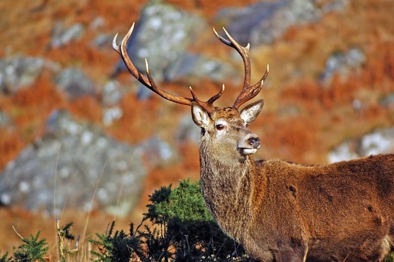 Red Deer - Red Deer