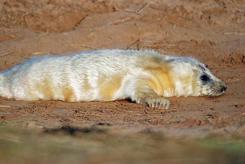 Atlantic Grey Seal - Atlantic Grey Seals