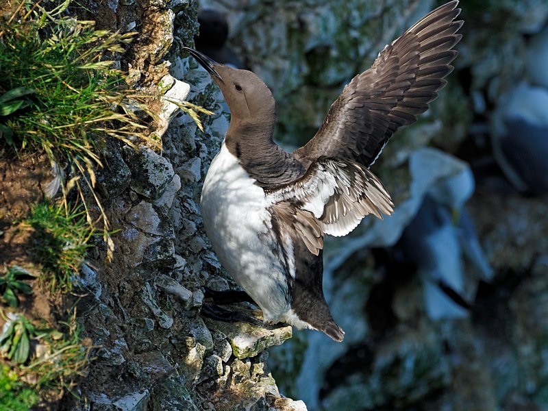 Common Guillemot - Auks
