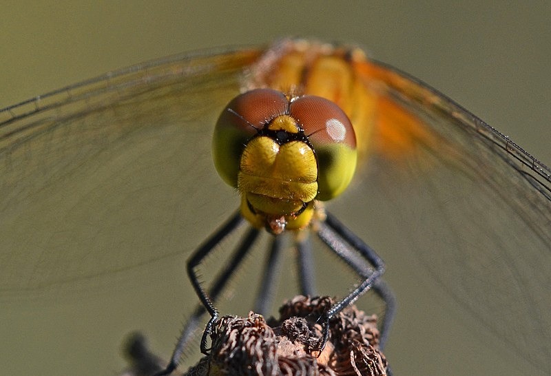 Ruddy Darter - Dragonflies and damselflies