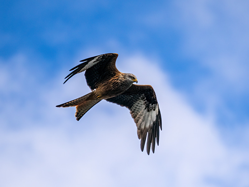 Red Kite - Latest photos