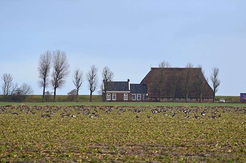 Dokkum area, Friesland, Netherlands - Netherlands - December 2019