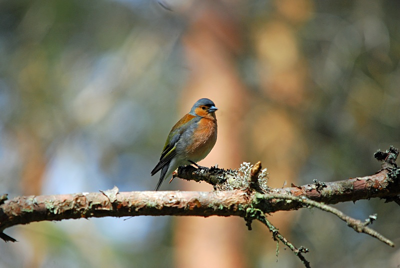 Chaffinch - Finches