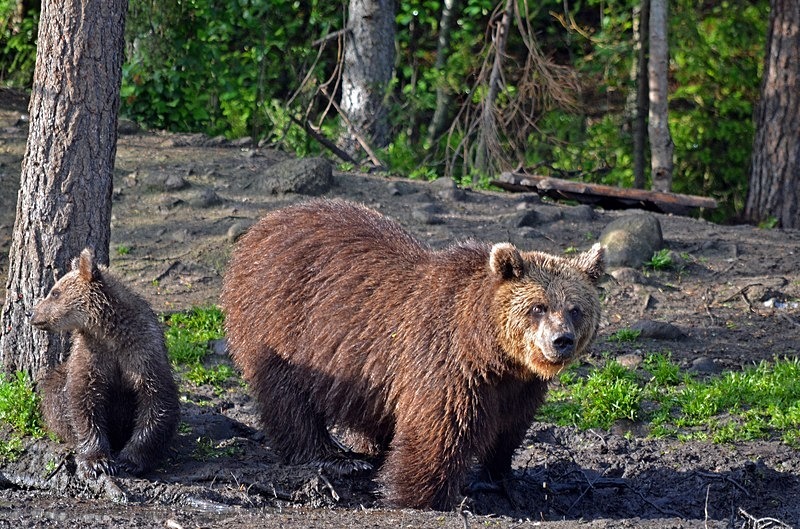 Brown Bear and cub - North Finland - part 2