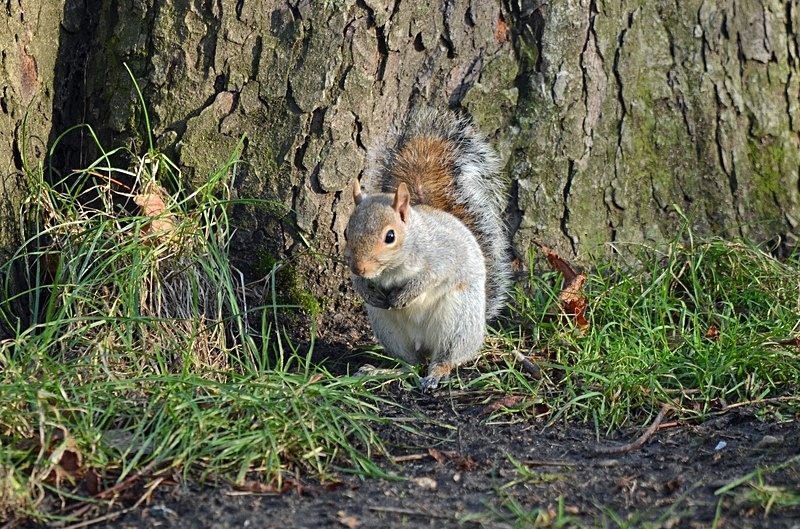 Grey Squirrel - Grey Squirrels