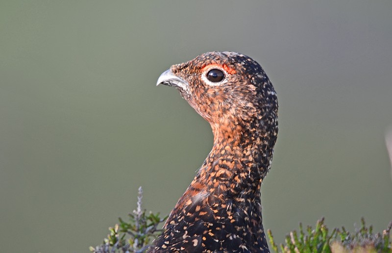 Red Grouse - Game birds