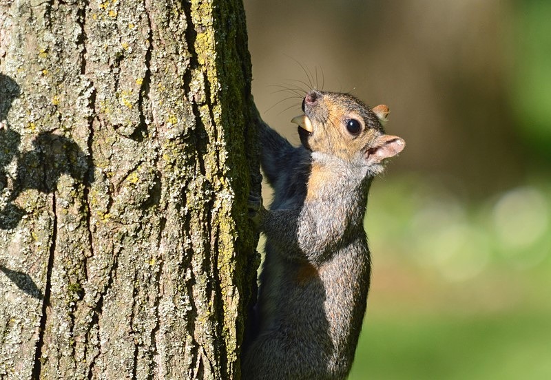 Grey Squirrel - Grey Squirrels