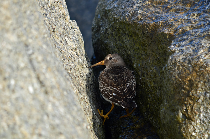 Purple Sandpiper - Sandpipers