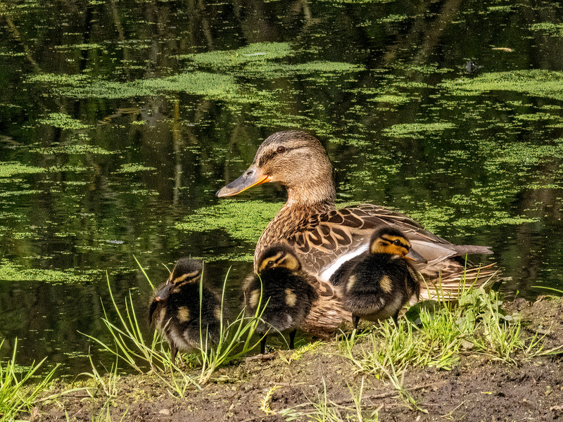 Mallard and ducklings - Latest photos