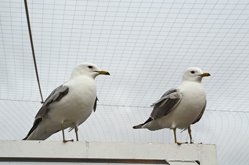 Common Gull - North east Finland